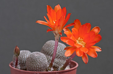 Cactus flowers