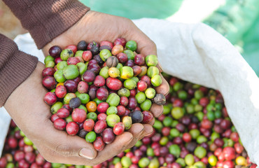 robusta coffee berries on agriculturist hands.