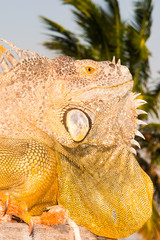 Obraz premium Iguana