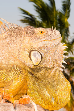 Iguana