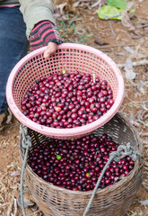 red coffee berries in basket
