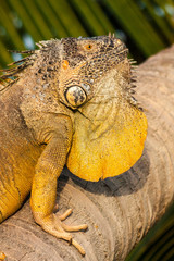 Iguana