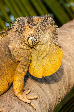 Iguana