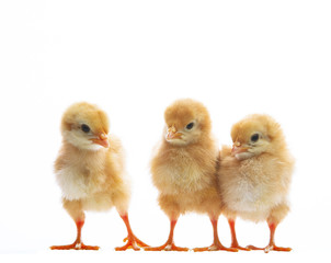 three of little yellow kid chick standing on white background wi