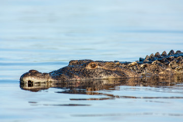 american crocodile