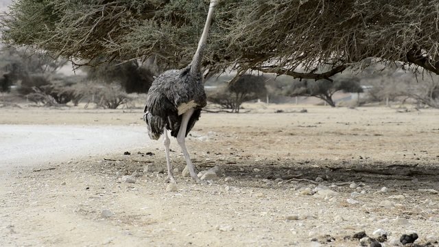 African ostrich (Struthio camelus) in nature reserve park