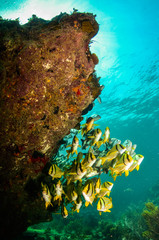 Fototapeta premium Caribbean porkfish