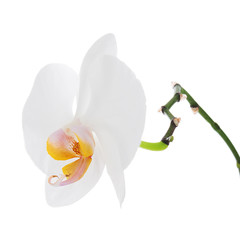 White orchid isolated on white background.
