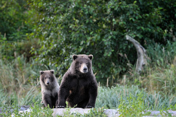 Obraz na płótnie Canvas Grizzly Bear mother with cub.