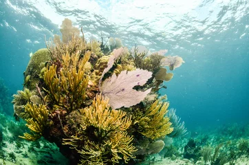 views from the coral reefs of the caribbean sea. © leonardogonzalez