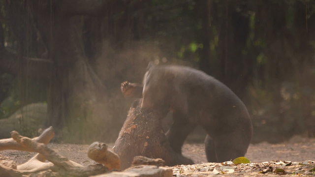 fighting black bears