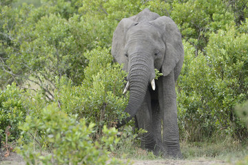 Elephant feeding in the bushes