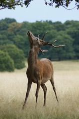 MAMMALS - Red Deer / Jeleń szlachetny