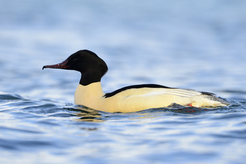 Common Merganser swimming in water.