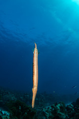 Fototapeta premium fish from the reefs of the caribbean sea