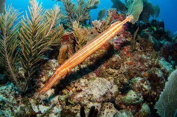 fish from the reefs of the caribbean sea