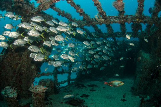 Fototapeta shipwreck, caribbean sea