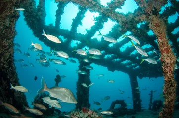 shipwreck, caribbean sea © leonardogonzalez