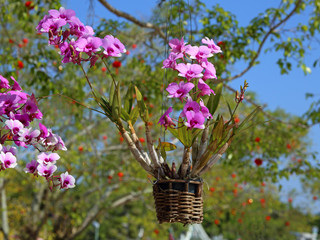 Orchid
