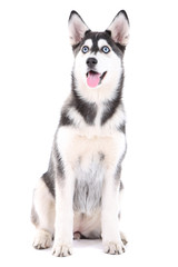 Beautiful cute husky puppy, isolated on white © Africa Studio