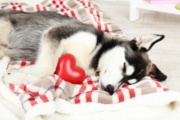 Obraz premium Beautiful cute husky puppy in room