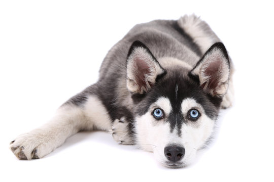 Beautiful Cute Husky Puppy, Isolated On White