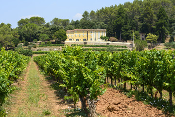 Fototapeta na wymiar Vineyards in Var (Provence)