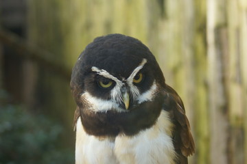 Spectacled Owl - Pulsatrix perspicillata