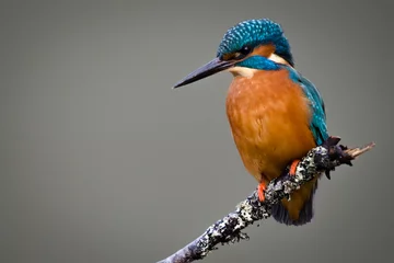 Fotobehang IJsvogel UK Wild Kingfisher  © philscarlett.co.uk