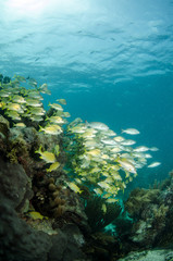 Fototapeta na wymiar grunts and snappers, caribbean sea