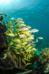 Fototapeta premium grunts and snappers, caribbean sea