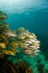 Fototapeta premium grunts and snappers, caribbean sea