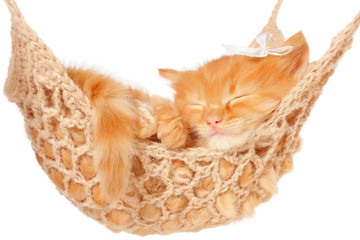 Cute red-haired kitten sleeping in hammock