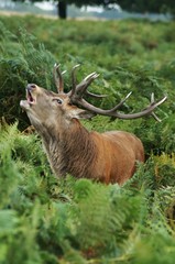 MAMMALS - Red Deer / Jeleń szlachetny © Maciej Olszewski