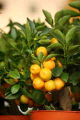 decorative tangerine trees in pots for sale