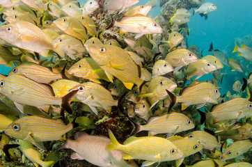 Fototapeta premium grunts and snappers, caribbean sea