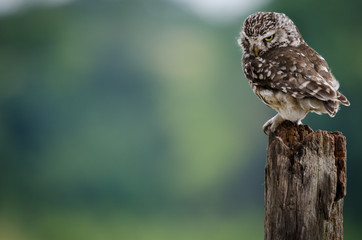 UK wild Little Owl