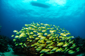 grunts and snappers, caribbean sea