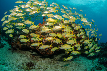 Fototapeta premium grunts and snappers, caribbean sea
