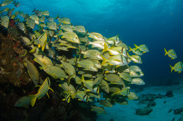 Fototapeta na wymiar pomruków i snappers, Morze Karaibskie