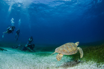 Obraz premium Sea turtle, Caribbean.