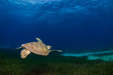 Fototapeta premium Sea turtle, Caribbean.