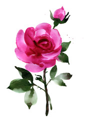 Watercolor dark pink rose