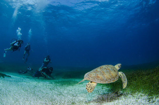 Sea turtle, Caribbean.