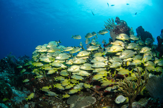 grunts and snappers, caribbean sea