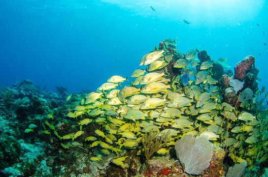 grunts and snappers, caribbean sea