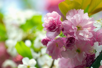 Fototapeta na wymiar Pink flowering Japanese cherry - Sakura