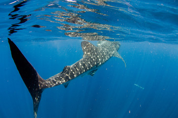 Fototapeta premium whale shark