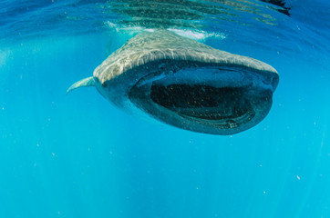 whale shark