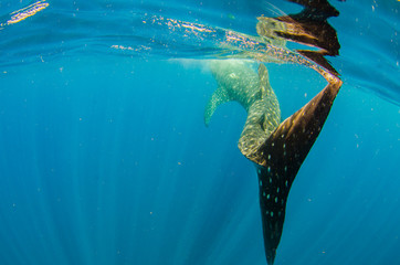 whale shark